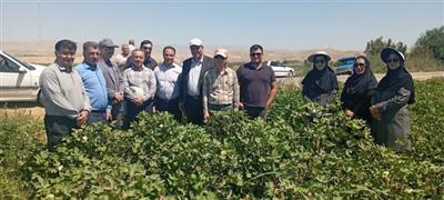 بازدید میدانی رئیس موسسه تحقیقات پنبه كشور از مزارع پنبه كاری خراسان شمالی
