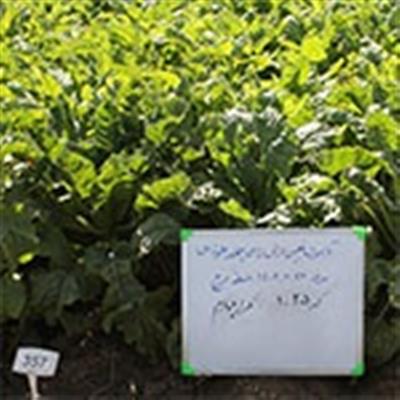 Introduction of the first monogerm fodder beet hybrid called Helia