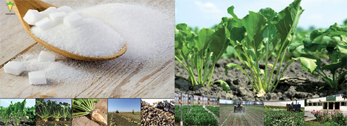 گالری تصاویر آذربایجانغربی