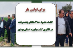 کشت ۳۰۰ هکتار چغندر در الگوی کشت پاییزه 