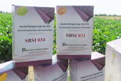 بذر های موسسه تحقیقات اصلاح و تهیه بذر چغندرقند