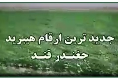 جدیدترین ارقام هیبرید چغندرقند