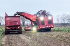 برداشت چغندرقند بوسیله کمباین کاملا مکانیزه آبان 1404