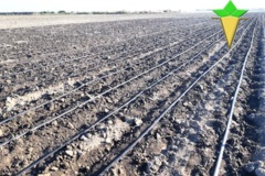 کاشت آزمایش پاییزه در گنبدکاووس (آبان 1404)