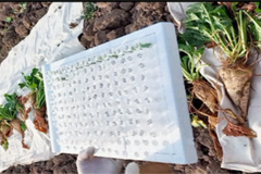 برداشت ریشه و نمونه برداری برگ از ژنوتیپ های کم عیار و پر عیار کشت شده ، آبان 1404