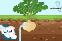 کشت چغندرقند با آرایش ۲۵×۵۰ و آبیاری قطره‌ای، یعنی حداکثر بهره‌وری با حداقل مصرف آب