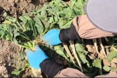 کلیپ کوتاه از عملیات برداشت ریشه چه های سال اول