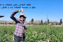 گوشه‌ای از فعالیت‌ها و عملیات اصلاحی تولید بذر هیبرید چغندرقند اردیبهشت ۱۴۰۵