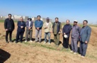 کاشت باند ایزوله اسکرین هیبریدهای اصلاحی چغندر لبویی