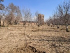کاشت نهال گردو پیوندی رقم چندلر در باغ گردوی ایستگاه تحقیقات چغندرقند مهندس مطهری