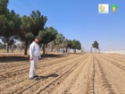 آبیاری قطعات اصلاحی ایستگاه تحقیقات چغندرقند مهندس مطهری کرج