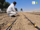 آبیاری قطعات اصلاحی ایستگاه تحقیقات چغندرقند مهندس مطهری کرج