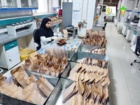 آماده سازی بذر آزمایشات چغندرقند بهاره سال ۱۴۰۵