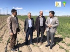 بازدید رئیس موسسه از ایستگاه تحقیقات چغندرقند مرحوم مهندس مطهری کمالشهر کرج