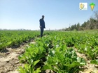 عملیات داشت آزمایش پایلوت کشت چغندرقند پاییزه مشهد