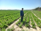 عملیات داشت آزمایش پایلوت کشت چغندرقند پاییزه مشهد