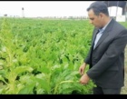 گفت‌وگوی تخصصی و تولید محتوی آموزشی پیرامون زراعت چغندرقند در استان گلستان