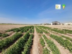 گزارش مصور از قطعه پست کنترل نرعقیمی، منوژرمی لاین ها و هیبریدهای اصلاحی چغندرقند بخش تحقیقات به نژادی