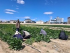 گزارش مصور از قطعه پست کنترل نرعقیمی، منوژرمی لاین ها و هیبریدهای اصلاحی چغندرقند بخش تحقیقات به نژادی