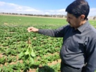 بازدید از مزارع کشت پاییزه و زمستانه در شهرستان رشتخوار خراسان رضوی