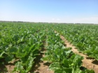 بازدید از مزارع کشت پاییزه و زمستانه در شهرستان رشتخوار خراسان رضوی