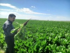 بازدید از مزارع کشت پاییزه و زمستانه در شهرستان رشتخوار خراسان رضوی