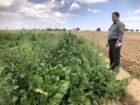 بازدید از آزمایش های ارزیابی هیبریدهای مقاوم به ساقه روی در رشتخوار و گناباد