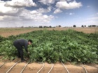 بازدید از آزمایش های ارزیابی هیبریدهای مقاوم به ساقه روی در رشتخوار و گناباد