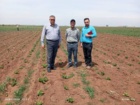بازدید رییس موسسه تحقیقات ثبت و گواهی بذر و نهال از مزارع تولید بذر هیبرید تجارتی چغندرقند اردبیل