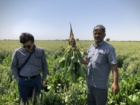لزوم توسعه کشت چغندرقند پاییزه در شهرستان سرخس