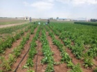 عملیات وجین و هرس قطعه تولید بذر لاین های امیدبخش چغندر علوفه‌ای در قزوین