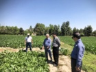 بازدید و پایش آزمایش و پایلوت های کشت پاییزه و زمستانه چغندرقند در ایستگاه تحقیقات کشاورزی شهید رضوی (طرق) مشهد