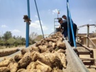 بازدید و نظارت از تحویل ریشه چغندرقند پاییزه و واحد عیارسنجی کارخانه قند اصفهان