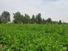 بازدید جمعی از اساتید دانشکده کشاورزی دانشگاه فردوسی از پروژه تحقیقاتی کشت پاییزه چغندرقند مشهد