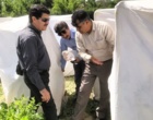 بازدید معاونت پژوهشی موسسه از بخش تحقیقات چغندرقند استان خراسان‌رضوی