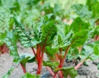 قطعه ایزوله تولید بذر اصلاحی چغندر زینتی در کرج