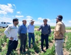 پایش مزارع تولید بذر هیبرید تجارتی چغندرقند اردبیل
