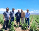 پایش مزارع تولید بذر هیبرید تجارتی چغندرقند اردبیل