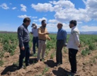 پایش مزارع تولید بذر هیبرید تجارتی چغندرقند اردبیل