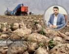 طعم شیرین خودکفایی در زاگرس؛ کرمانشاه پیشتاز تولید چغندرقند کشور