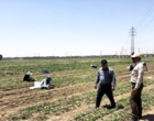 بازدید از عملیات اجرایی قطعه آزمایشات چغندرقند بهاره کرج