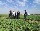 بازدید رییس و معاونین موسسه از قطعات تولید بذر و آزمایشات ایستگاه مهندس مطهری