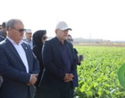 از تنوع ژنتیکی تا تولید هیبریدهای مقاوم؛ آغاز مسیر خلق نسل جدید ارقام چغندرقند