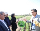 از تنوع ژنتیکی تا تولید هیبریدهای مقاوم؛ آغاز مسیر خلق نسل جدید ارقام چغندرقند