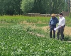 بازدید رئیس بخش تحقیقات چغندرقند استان آذربایجان غربی از آزمایش‌های تحقیقاتی در حال اجرا در ایستگاه تحقیقات کشاورزی خوی