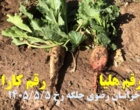 پایش ارقام ایرانی در منطقه جلگه رخ خراسان رضوی