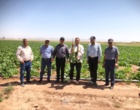 پایش ارقام ایرانی در منطقه جلگه رخ خراسان رضوی