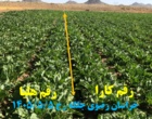 پایش ارقام ایرانی در منطقه جلگه رخ خراسان رضوی