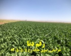 پایش ارقام ایرانی در منطقه جلگه رخ خراسان رضوی