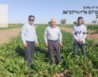 بازدید میدانی مزارع چغندرقند بهاره غرب استان خراسان رضوی